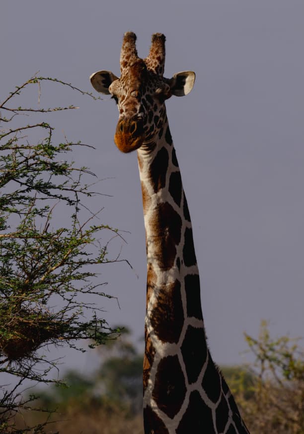 Guests enjoying special activities in Kenya