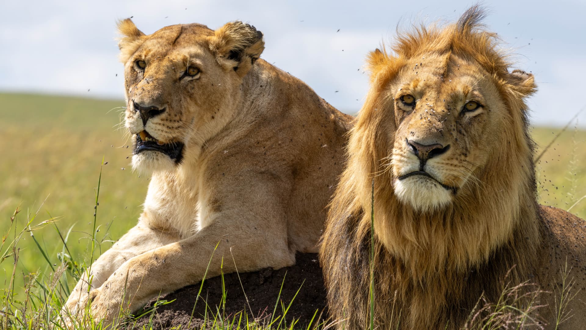 Guests on safari enjoying the landscape